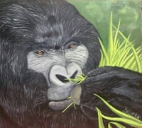 Mountain Gorilla (Postcard) 