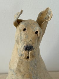 Image 1 of Rescued dog