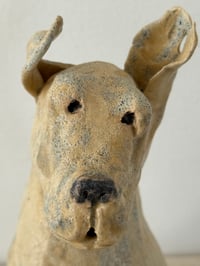 Image 2 of Rescued dog