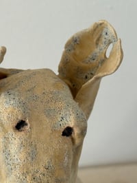 Image 3 of Rescued dog