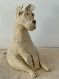 Image 6 of Rescued dog