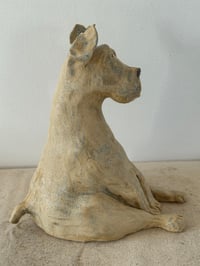 Image 7 of Rescued dog