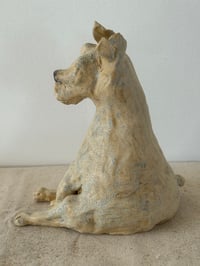 Image 8 of Rescued dog