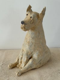 Image 9 of Rescued dog