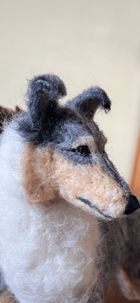 Image 5 of 9" smooth collie ( any color)