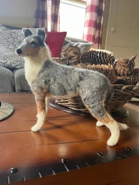 Image 6 of 9" smooth collie ( any color)