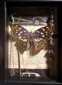 Image 1 of Framed Purple Emperor