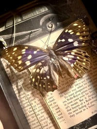 Image 2 of Framed Purple Emperor