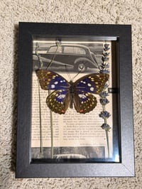 Image 3 of Framed Purple Emperor