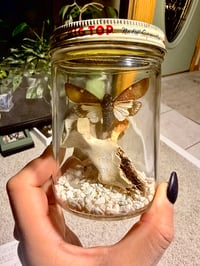 Image 1 of Big Top Cicada Jar