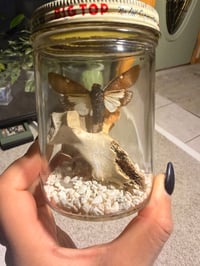 Image 2 of Big Top Cicada Jar