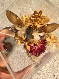 Image 1 of Cicada Acrylic Box