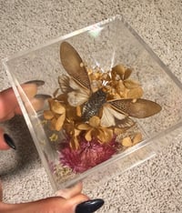 Image 2 of Cicada Acrylic Box