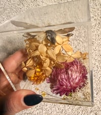 Image 3 of Cicada Acrylic Box