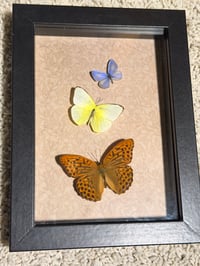 Image 1 of Framed Specimen VIII