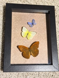 Image 2 of Framed Specimen VIII