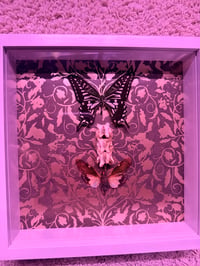 Image 1 of Framed Eastern Black Swallowtail 