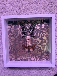 Image 2 of Framed Eastern Black Swallowtail 
