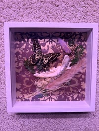 Image 1 of Framed Specimen VI