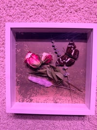 Image 1 of Framed Specimen VII