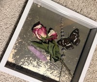 Image 2 of Framed Specimen VII