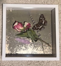 Image 3 of Framed Specimen VII