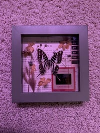 Image 1 of Framed Specimen V
