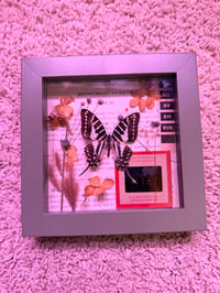 Image 2 of Framed Specimen V