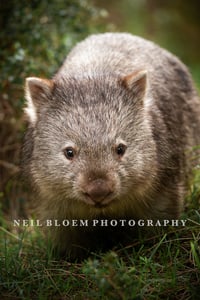 The Golden Wombat