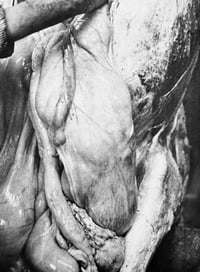 Image 3 of O.M. THEATER — HERMANN NITSCH 1972