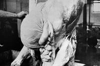 Image 4 of O.M. THEATER — HERMANN NITSCH 1972