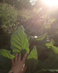 Image 4 of Medicinal Herb C.S.A. Membership 