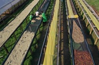 Image 2 of Café du moment - Kenya