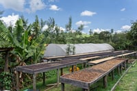 Image 3 of Café du moment - Kenya