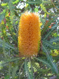 Image 5 of Banksia ashbyi – Golden Banksia
