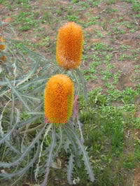 Image 4 of Banksia ashbyi – Golden Banksia