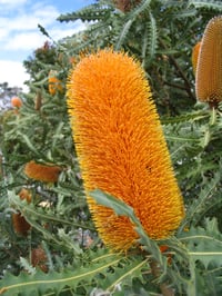 Image 6 of Banksia ashbyi – Golden Banksia