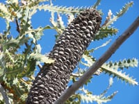 Image 3 of Banksia ashbyi – Golden Banksia