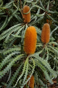 Image 1 of Banksia ashbyi – Golden Banksia