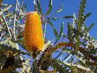 Image 2 of Banksia ashbyi – Golden Banksia