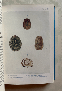 Image 6 of The Sea-shore Shown Series 