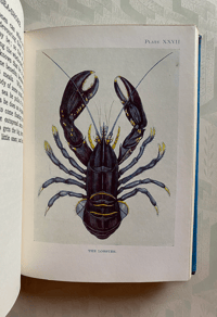 Image 7 of The Sea-shore Shown Series 