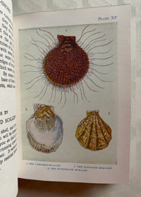 Image 8 of The Sea-shore Shown Series 