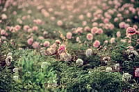 Image 4 of Private Peony Farm Saturday, May 15th to 20th 2026 $50