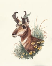 With Wild Abandon - Pronghorn