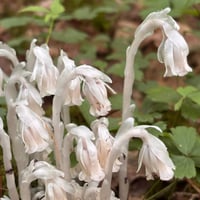 Image 2 of Ghost Pipe Tincture