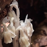 Image 4 of Ghost Pipe Tincture