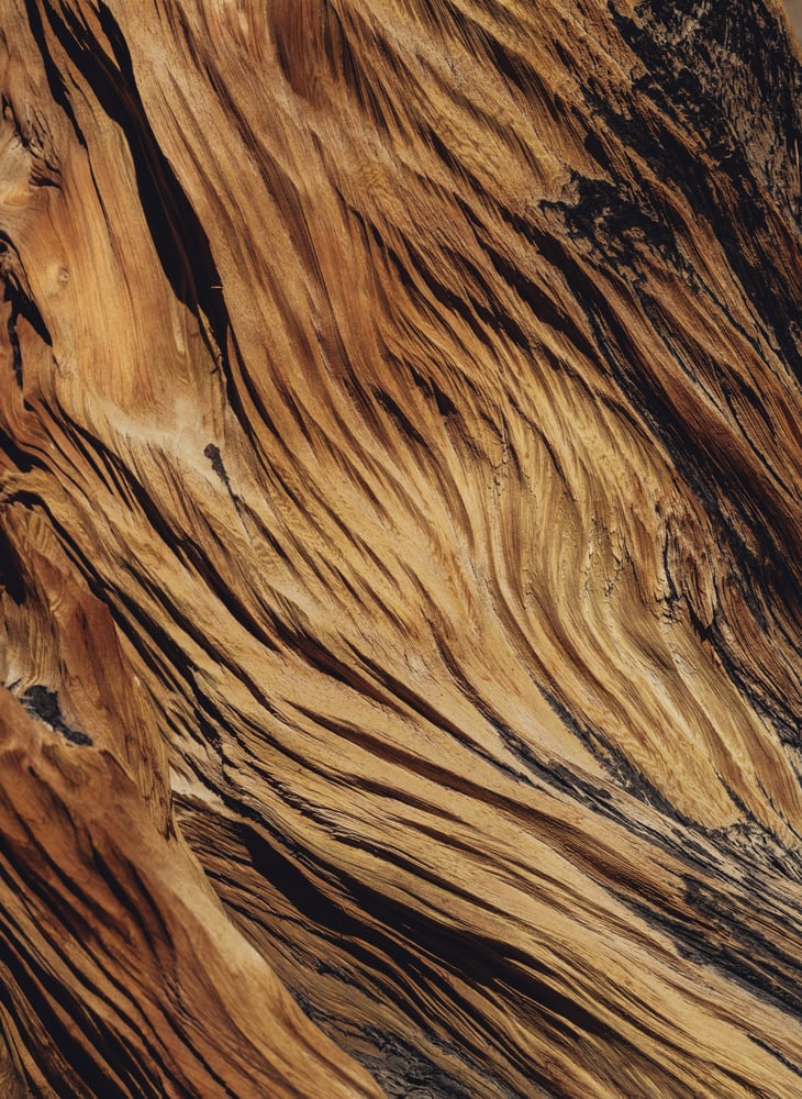 Image of bristlecone pine detail