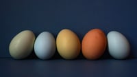 Image 3 of Eggs in Blue | FrameTV Digital Art Collection