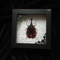 Violin Beetle - Script